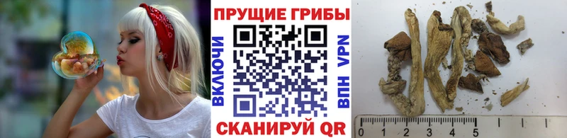 дарнет шоп  Комсомольск  сайты даркнета официальный сайт  Псилоцибиновые грибы GOLDEN TEACHER 
